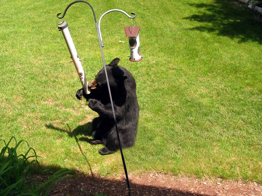 black bear eating from bird feeder