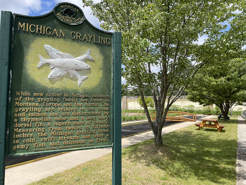 Grayling Fishing Returns to Michigan for the First Time in 100