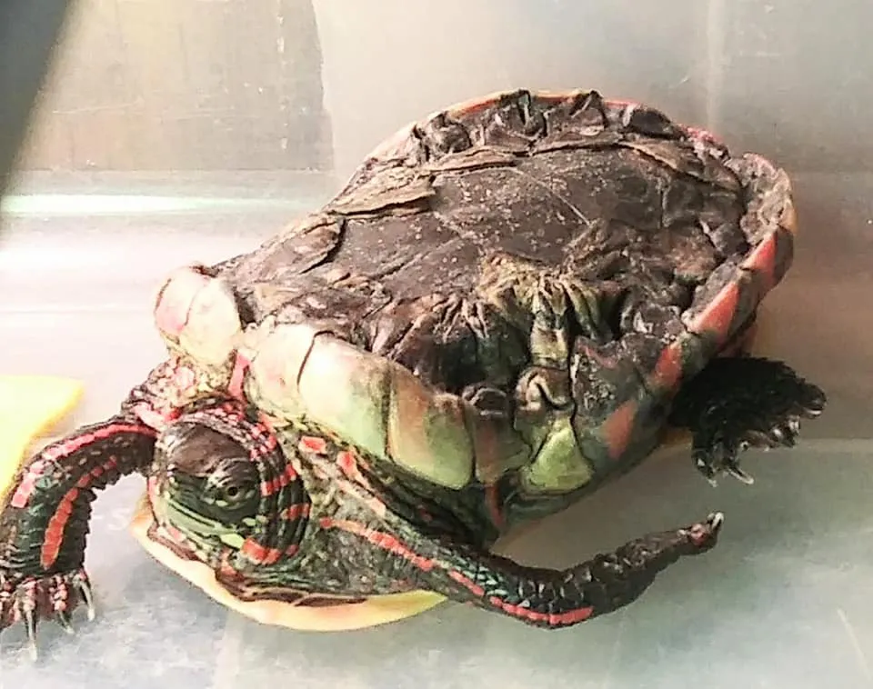 An eastern painted turtle with Metabolic bone disease.