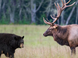 elk and black bear