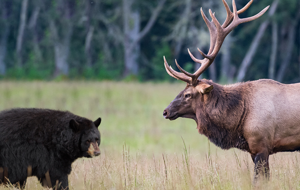 elk and black bear