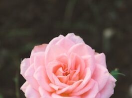 Pink flower obit placeholder