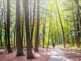 A visitor walks along the accessible, 1.25-mile, paved Old Growth Forest Trail in Hartwick Pines State Park in Grayling.